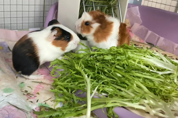 荷兰猪的臭味大吗，味道还是很大的