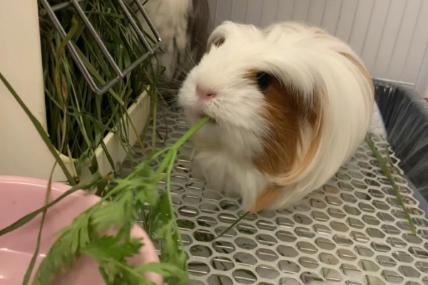 荷兰猪的臭味大吗，味道还是很大的