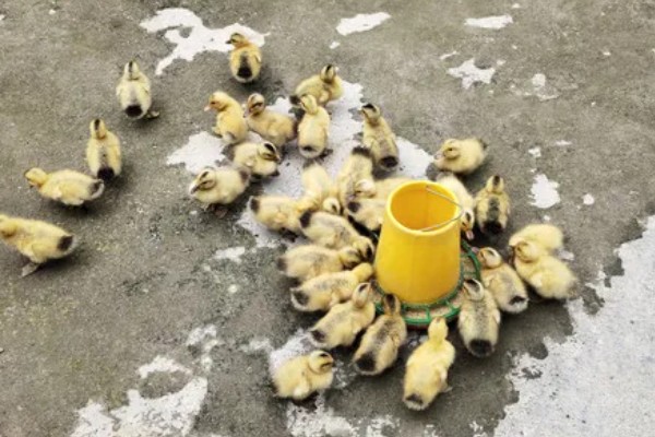 养小鸭子喂食什么，开食的饲料可以用五成熟的大米饭