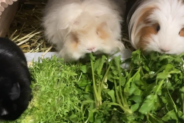 荷兰猪的臭味大吗，味道还是很大的