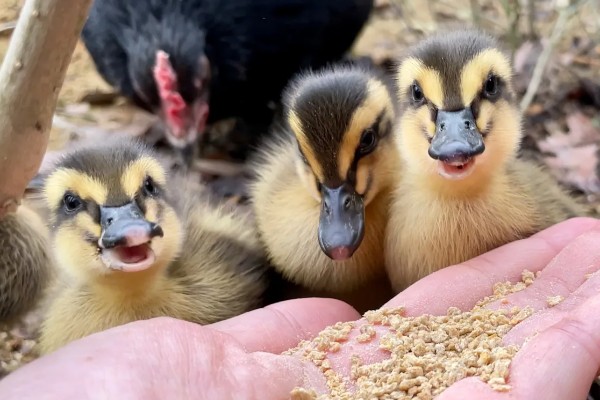 养小鸭子喂食什么，开食的饲料可以用五成熟的大米饭