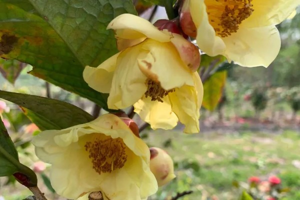 金花茶种多久才能开花,种植3-5年以后才会开花