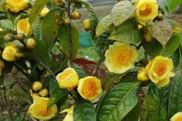 金花茶种多久才能开花,种植3-5年以后才会开花