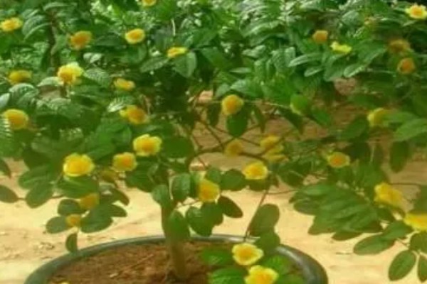 金花茶种多久才能开花,种植3-5年以后才会开花