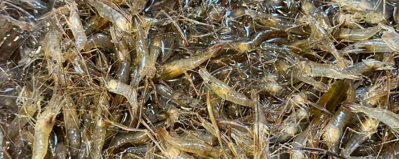 怎么养河虾，每亩可以投放八万多尾