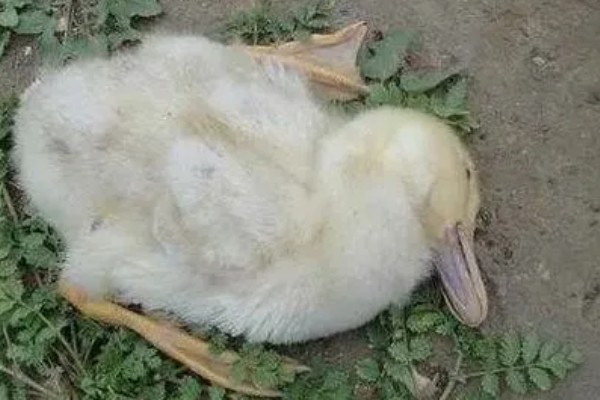 养小鸭子喂食什么，开食的饲料可以用五成熟的大米饭