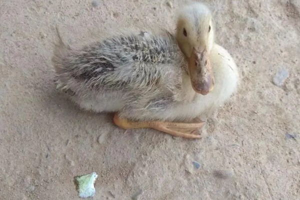 养小鸭子喂食什么，开食的饲料可以用五成熟的大米饭