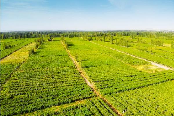 新疆是绿洲农业还是灌溉农业，属于绿洲农业