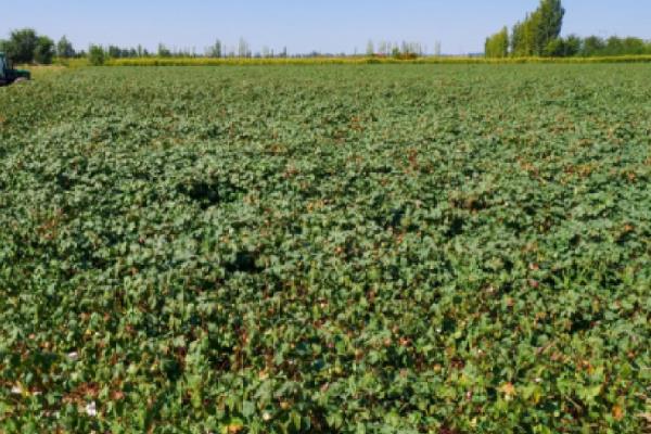 新疆是绿洲农业还是灌溉农业，属于绿洲农业