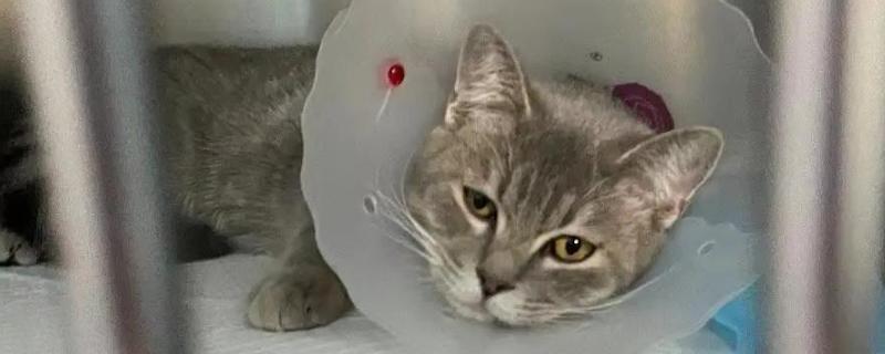 猫咪黄疸的症状，表现为皮肤和粘膜发黄