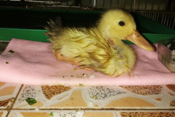 养小鸭子喂食什么，开食的饲料可以用五成熟的大米饭