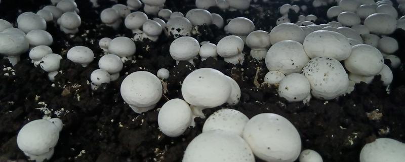 蘑菇的生长环境，生长需要大量的营养