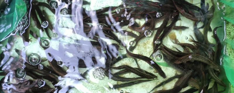 泥鳅有眼睛吗,泥鳅有眼睛