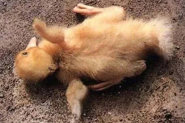 养小鸭子喂食什么，开食的饲料可以用五成熟的大米饭