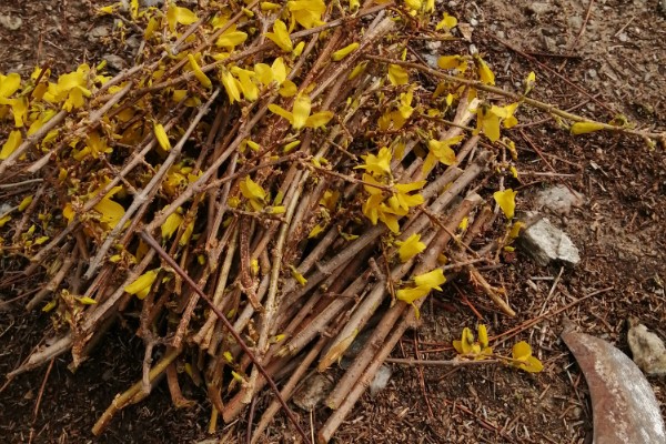 怎么扦插迎春花，剪除枝叶对枝干消毒后再插入土壤中