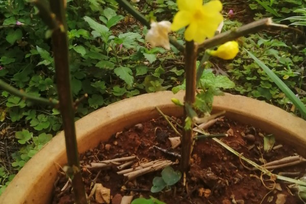 怎么扦插迎春花，剪除枝叶对枝干消毒后再插入土壤中