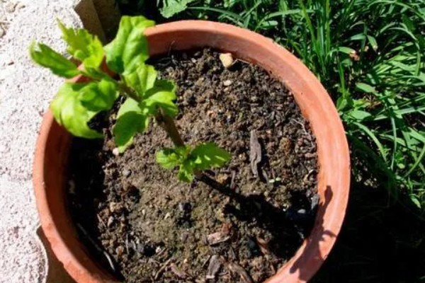 怎么扦插迎春花，剪除枝叶对枝干消毒后再插入土壤中