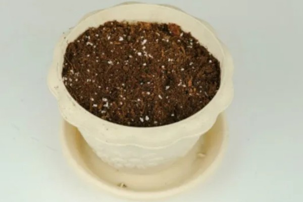 怎么扦插迎春花，剪除枝叶对枝干消毒后再插入土壤中