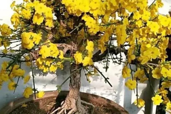 怎么扦插迎春花，剪除枝叶对枝干消毒后再插入土壤中