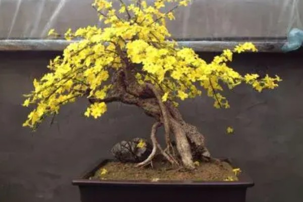 怎么扦插迎春花，剪除枝叶对枝干消毒后再插入土壤中