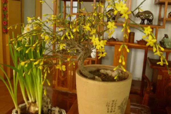 怎么扦插迎春花，剪除枝叶对枝干消毒后再插入土壤中