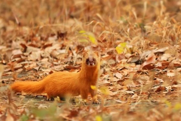 黄鼠狼会不会吃鸡，黄鼠狼会吃鸡