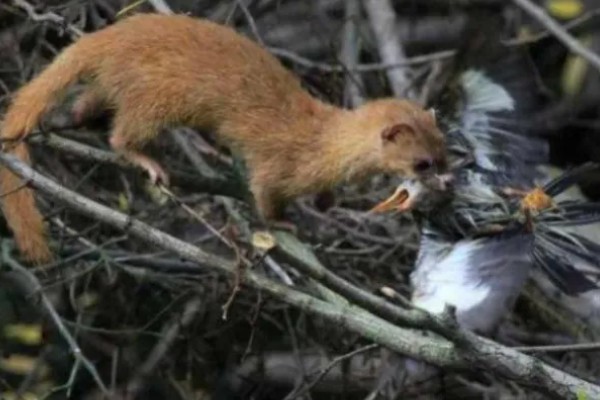 黄鼠狼会不会吃鸡，黄鼠狼会吃鸡