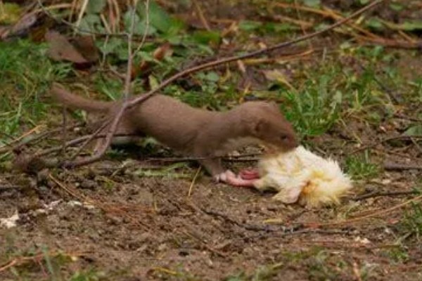 黄鼠狼会不会吃鸡，黄鼠狼会吃鸡