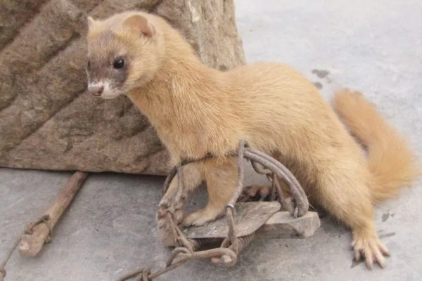 黄鼠狼会不会吃鸡，黄鼠狼会吃鸡