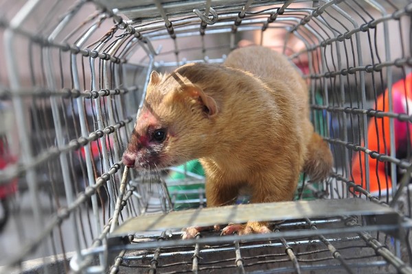 黄鼠狼会不会吃鸡，黄鼠狼会吃鸡