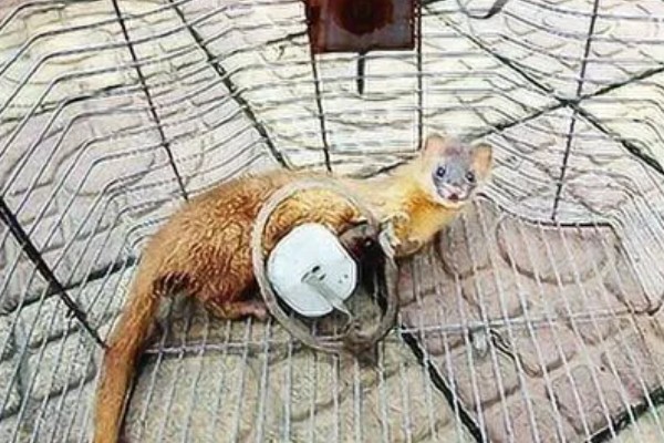 黄鼠狼会不会吃鸡，黄鼠狼会吃鸡