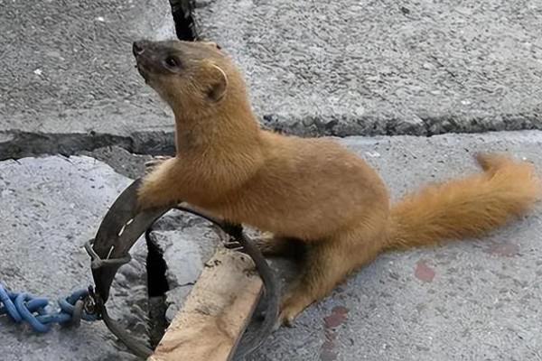 黄鼠狼会不会吃鸡，黄鼠狼会吃鸡