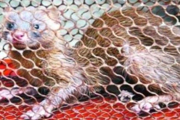 黄鼠狼会不会吃鸡，黄鼠狼会吃鸡