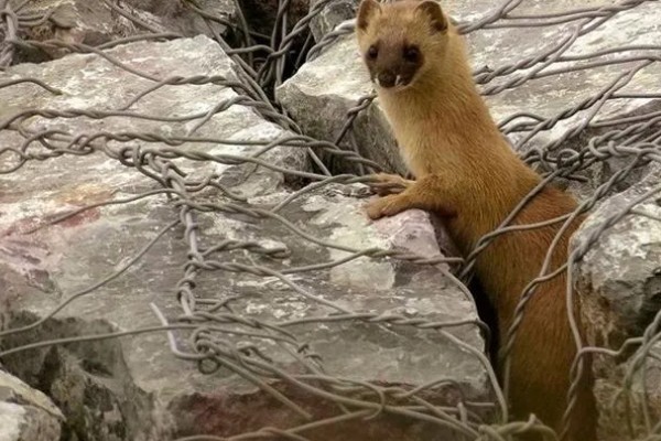 黄鼠狼会不会吃鸡，黄鼠狼会吃鸡