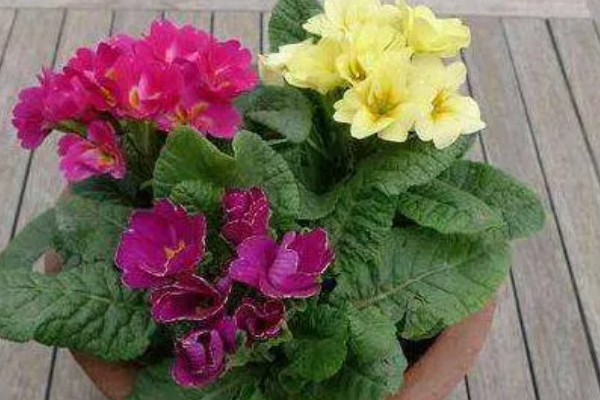 报春花适合种几年,养殖2年后观赏价值会下降