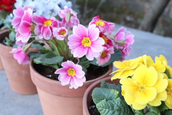 报春花适合种几年,养殖2年后观赏价值会下降