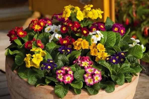 报春花适合种几年,养殖2年后观赏价值会下降