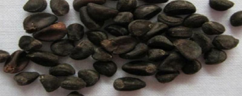 牵牛花种子可以保存多久，可保存3-5年