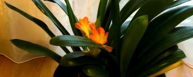 光照对植物有什么影响，能起到调节生长、诱导开花等作用