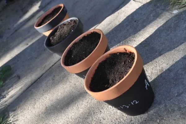 报春花适合种几年,养殖2年后观赏价值会下降