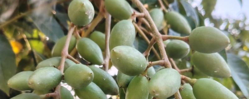 橄榄和槟榔有哪些区别，外形和叶片均不同