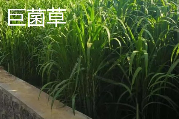 饲料草种植品种，推荐巨菌草、皇竹草等