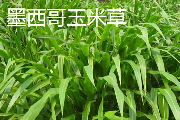 饲料草种植品种，推荐巨菌草、皇竹草等