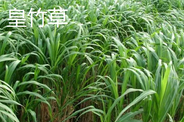饲料草种植品种，推荐巨菌草、皇竹草等
