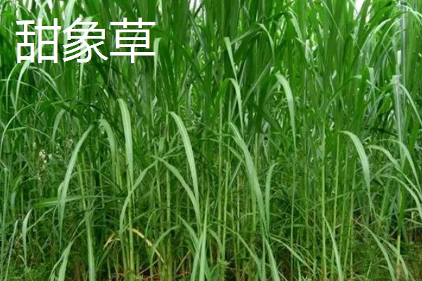 饲料草种植品种，推荐巨菌草、皇竹草等