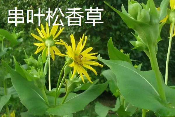 饲料草种植品种，推荐巨菌草、皇竹草等
