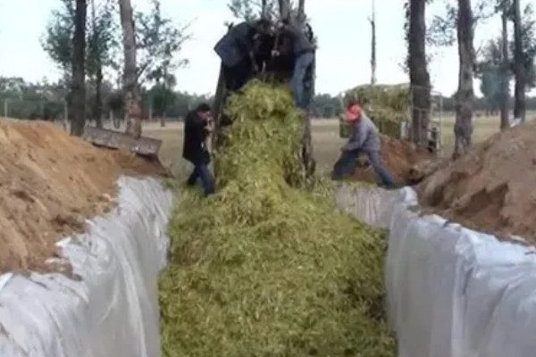 饲料草种植品种，推荐巨菌草、皇竹草等