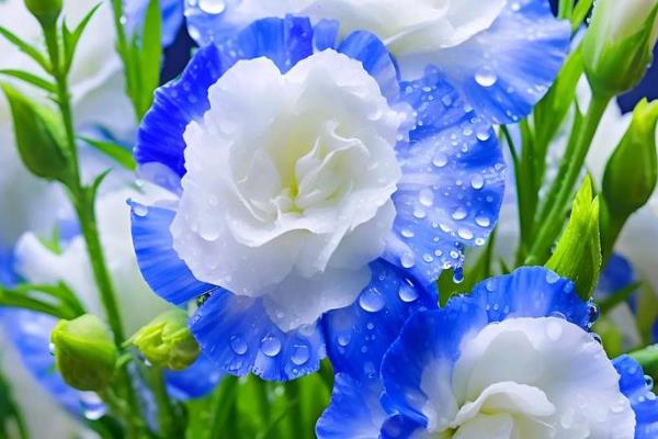 桔梗花的花语，不同颜色的花语不同