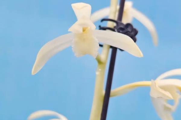 大花蕙兰的花语,不同颜色的花语不同