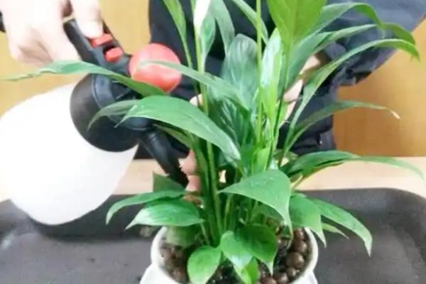 一帆风顺为什么只长叶不开花，可能是光照不足所致
